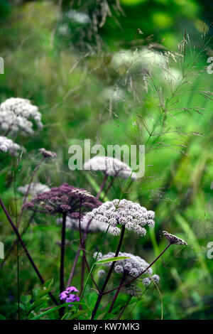 Angelica sylvestris purpurea, Garten, Gärten, flowerhead, Blüte, Blüten, reichblühend, RM Floral Stockfoto