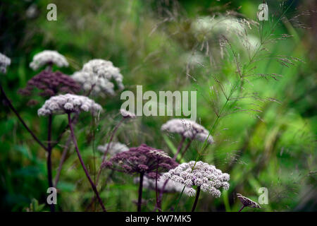 Angelica sylvestris purpurea, Garten, Gärten, flowerhead, Blüte, Blüten, reichblühend, RM Floral Stockfoto