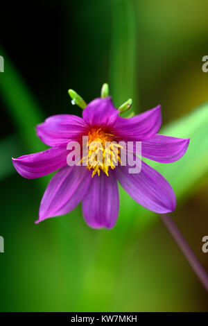 Dahlia merckii, single, Pink, Lila, Blüte, Blumen, Arten, Dahlia, Dahlien, Blüte, RM Floral Stockfoto