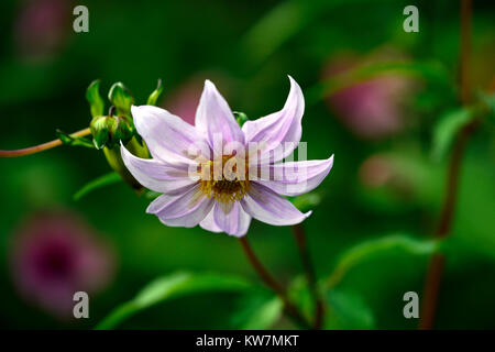 Dahlia merckii, single, Pink, Lila, Blüte, Blumen, Arten, Dahlia, Dahlien, Blüte, RM Floral Stockfoto