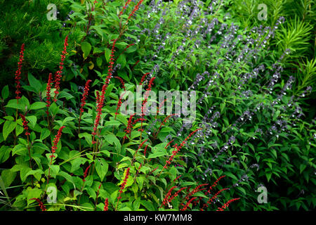 Salvia Confertiflora,Salvia phyllis Fancy,Salvias,Salvias,Salinen,rot,lila und weiß,Blume,Dorn,Spikes,Türme,Garten,Garten,RM Floral, Stockfoto