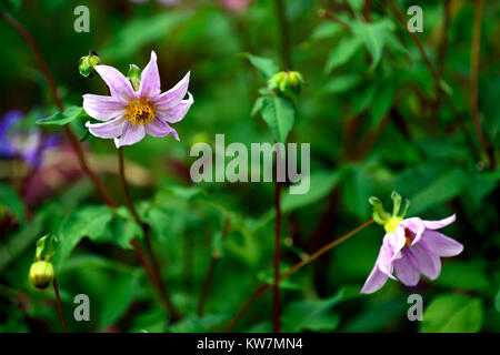 Dahlia merckii, single, Pink, Lila, Blüte, Blumen, Arten, Dahlia, Dahlien, Blüte, RM Floral Stockfoto