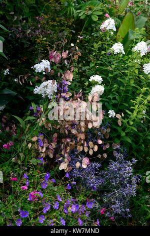 Eryngium zabelii×Jos Eijking, Lunaria annua, Ehrlichkeit, Blaue Distel, Samenkapseln, jährliche, mehrjährig, Kombination, Blume, Blumen, Blüte, Rm Floral Stockfoto