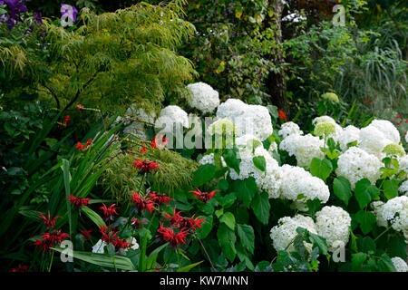 Hydrangea arborescens Annabelle, Monarda, rot, weiß, Blume, Blumen, Blüte, Kombination, Garten, Gärten, RM Floral Stockfoto