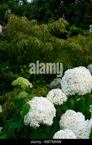 Hydrangea arborescens Annabelle, weiß, Blume, Blumen, Blüte, Kombination, Garten, Gärten, RM Floral Stockfoto