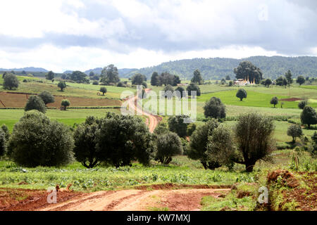 Dirty Roan und cornfield in Shan Staat, Myanmar Stockfoto