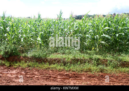 Dirty Roan und cornfield in Shan Staat, Myanmar Stockfoto