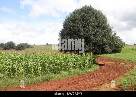 Dirty Roan und cornfield in Shan Staat, Myanmar Stockfoto