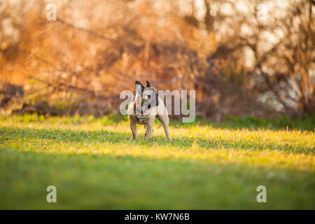 Portrait von Wunderschön neun Monate alt Reinrassige Französische Bulldogge im Park, Schüsse mit selten Objektiv mit extrem geringer Tiefenschärfe Stockfoto