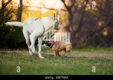 Wunderschön neun Monate alt Reinrassige Französische Bulldogge im Park spielen mit großen weißen Hund, Schüsse mit selten Objektiv mit extrem geringer Tiefenschärfe Stockfoto