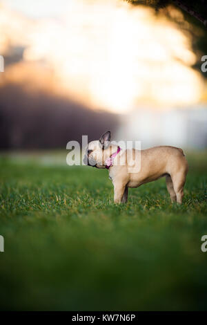 Portrait von Wunderschön neun Monate alt Reinrassige Französische Bulldogge im Park, Schüsse mit selten Objektiv mit extrem geringer Tiefenschärfe Stockfoto