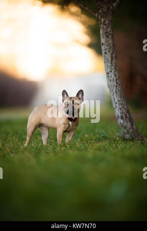 Portrait von Wunderschön neun Monate alt Reinrassige Französische Bulldogge im Park, Schüsse mit selten Objektiv mit extrem geringer Tiefenschärfe Stockfoto