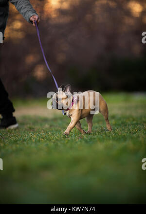 Wunderschön neun Monate alt Reinrassige Französische Bulldogge im Park spazieren, Schüsse mit selten Objektiv mit extrem geringer Tiefenschärfe Stockfoto