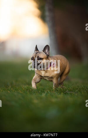 Wunderschön neun Monate alt Reinrassige Französische Bulldogge im Park läuft, Schüsse mit selten Objektiv mit extrem geringer Tiefenschärfe Stockfoto