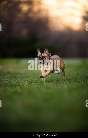 Wunderschön neun Monate alt Reinrassige Französische Bulldogge im Park läuft, Schüsse mit selten Objektiv mit extrem geringer Tiefenschärfe Stockfoto