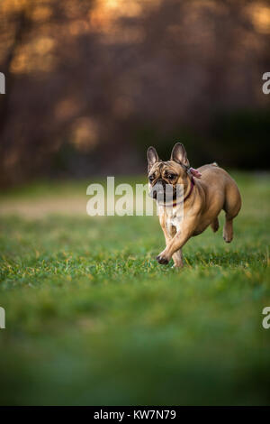 Wunderschön neun Monate alt Reinrassige Französische Bulldogge im Park läuft, Schüsse mit selten Objektiv mit extrem geringer Tiefenschärfe Stockfoto