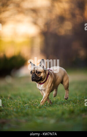 Wunderschön neun Monate alt Reinrassige Französische Bulldogge im Park läuft, Schüsse mit selten Objektiv mit extrem geringer Tiefenschärfe Stockfoto