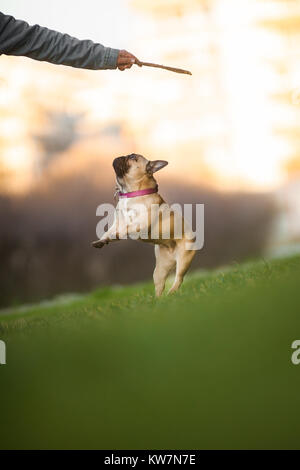 Der Stick... Wunderschön neun Monate alt Reinrassige Französische Bulldogge im Park, Schüsse mit selten Objektiv mit extrem geringer Tiefenschärfe Stockfoto