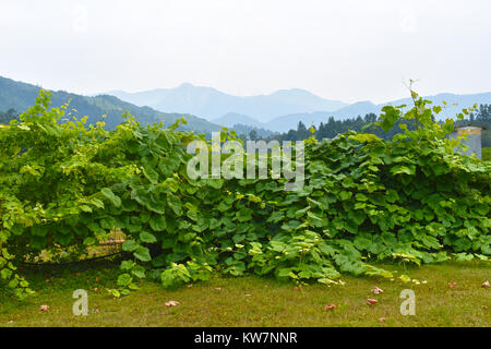 Schönen grünen Reben mit einem dunstigen Himmel von der Waldbrände in British Columbia, Kanada - Rauch in die Stadt von Bellingham, Washington, USA sein Stockfoto