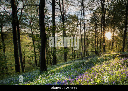 In der Nähe von Milton Abbas und Delcombe Holz in ländlichen Dorset Stockfoto