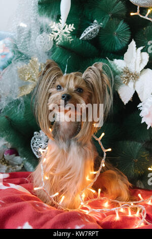 Yorkshire Terrier vor Weihnachtsbaum Stockfoto