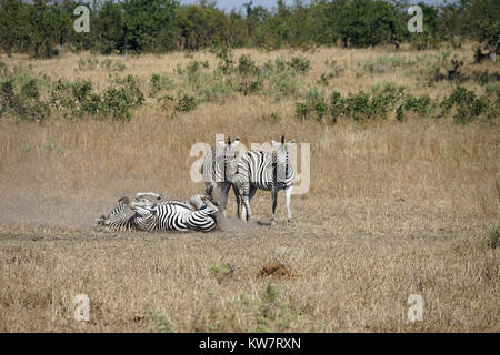 Afrikanische Burchell's Zebra in der Wüste spielen. Stockfoto