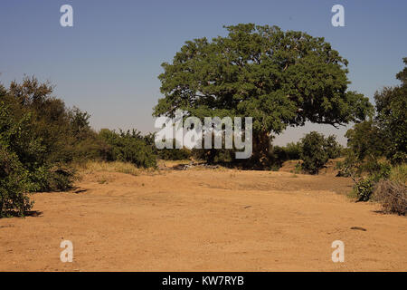 Afrikanische Straße in der Wüste mit Baum Stockfoto