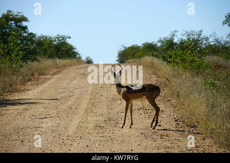 Gazelle in der Wüste allein in Afrika. Stockfoto