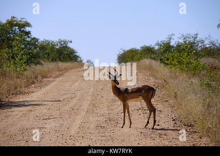 Gazelle in der Wüste allein in Afrika. Stockfoto