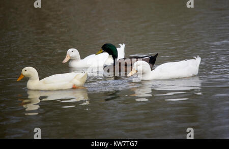 Ein cross-bred Ente schwimmt mit einer Gruppe von Peking Enten, die sich in der Gruppe angenommen worden. Stockfoto