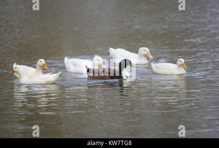 Ein cross-bred Ente schwimmt mit einer Gruppe von Peking Enten, die sich in der Gruppe angenommen worden. Stockfoto