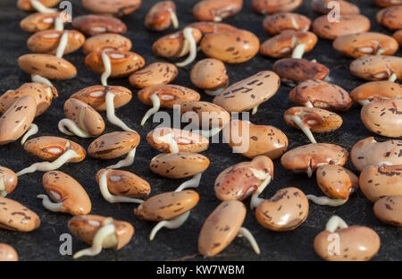 Chitting runner bean Seeds auf Fach Stockfoto