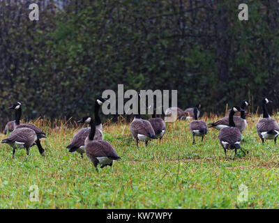 Quebec, Kanada. Kanada Gänse in einem Feld an einem regnerischen Tag Stockfoto