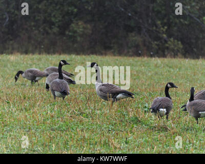 Quebec, Kanada. Kanada Gänse in einem Feld an einem regnerischen Tag Stockfoto