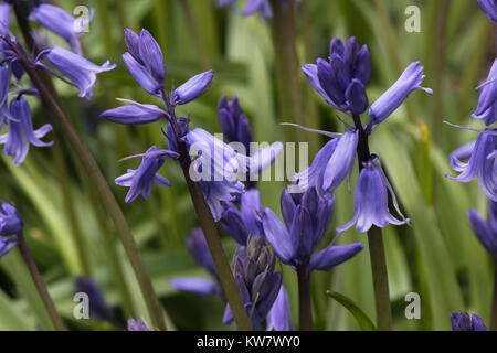 Nahaufnahme der mehrere Blumen auf den blühenden Wald oder Garten Lampen der Gemeinsamen Bluebell Stockfoto