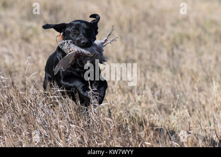 Schwarzer Labrador Retriever mit einer ungarischen Rebhuhn in North Dakota Stockfoto