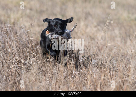 Schwarzer Labrador Retriever mit einer ungarischen Rebhuhn in North Dakota Stockfoto