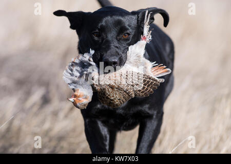 Schwarzer Labrador Retriever mit einer ungarischen Rebhuhn in North Dakota Stockfoto