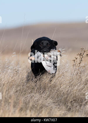 Schwarzer Labrador Retriever mit einer ungarischen Rebhuhn in North Dakota Stockfoto