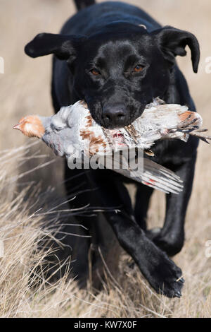 Schwarzer Labrador Retriever mit einer ungarischen Rebhuhn in North Dakota Stockfoto