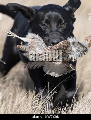 Schwarzer Labrador Retriever mit einer ungarischen Rebhuhn in North Dakota Stockfoto