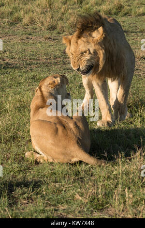 Paarung Löwe, Löwin (Panthera leo) Knurren an jedem anderen Stockfoto