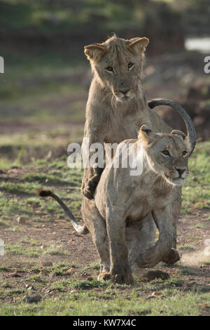 Zwei Löwen (Panthera pardus) Cubs spielen zusammen in der Masai Mara Game Reserve Stockfoto