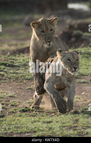 Zwei Löwen (Panthera pardus) Cubs spielen zusammen in der Masai Mara Game Reserve Stockfoto