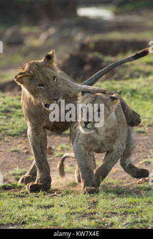 Zwei Löwen (Panthera pardus) Cubs spielen zusammen in der Masai Mara Game Reserve Stockfoto