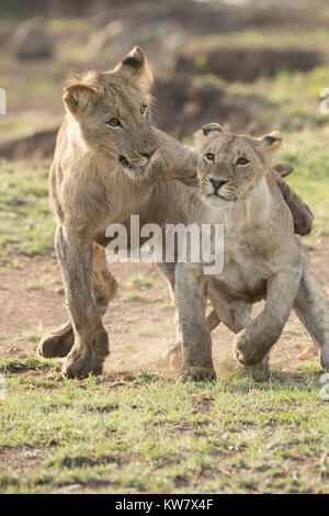 Zwei Löwen (Panthera pardus) Cubs spielen zusammen in der Masai Mara Game Reserve Stockfoto