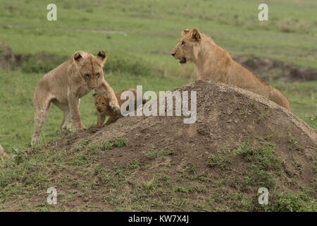 Löwin (Panthera leo) und zwei Jungen spielen mit jeder anderen Stockfoto