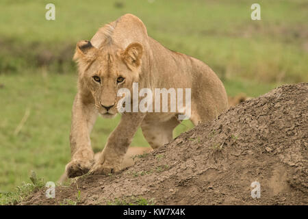 Löwe (Panthera leo) Cub zu stürzen Stockfoto