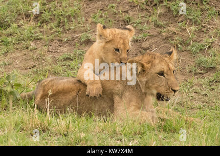 Löwin (Panthera leo) mit jungen Cub klettern auf Ihr Stockfoto