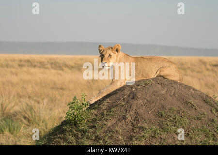 Löwe (Panthera leo) Cub sitzen auf einem termitenhügel Damm voran in der Masai Mara in Kenia suchen Stockfoto